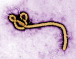 Ebola, the Deadly Virus--Traveler & Expat Guide